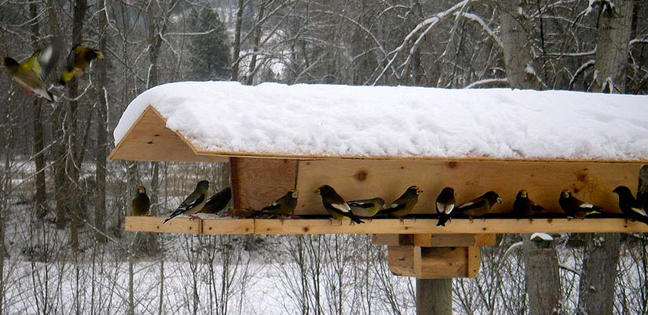 Зеленоград - Ответы - Как правильно кормить птиц зимой?