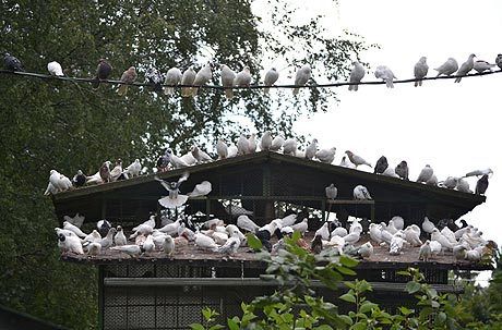 На чердаке нашего дома жили голуби план текста